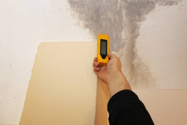 Trusted Cattaraugus, NY Mold Removal Experts