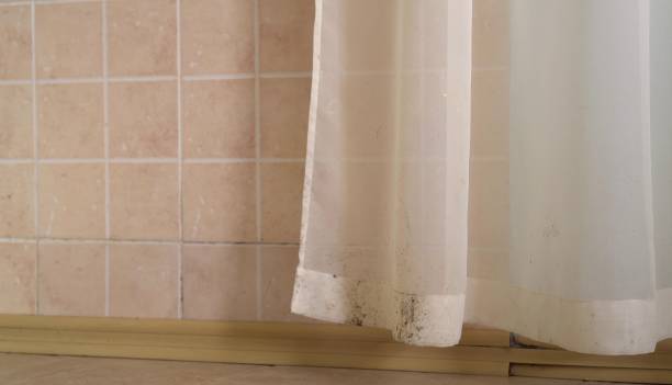 Best Dehumidification Services  in Cattaraugus, NY