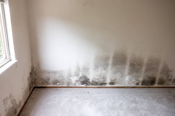 Best Mold Remediation for Healthcare Facilities  in Cattaraugus, NY